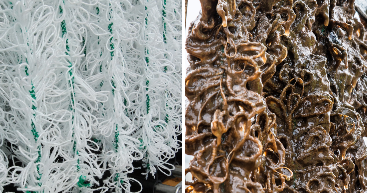 Ammonia removal from wastewater with BioCord