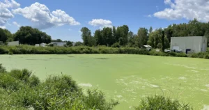 Image of a wastewater lagoon with sludge